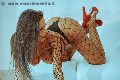 Foto Immagine Alessandra Fogaca Trans Benevento - 40